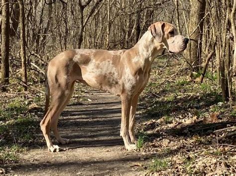 red merle great dane